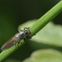 Le repas de l' Asilidae 
