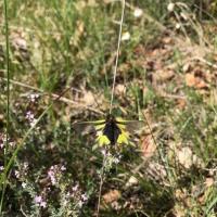 Libelloides cocajus mâle