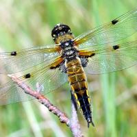 Libellula quadrimaculata