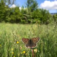 Lycaena tityrus mâle