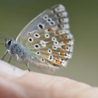 Lysandra bellargus