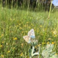 Lysandra coridon mâle et femelle