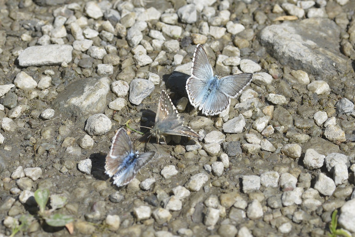 Lysandra coridon et Pyrgus carlinae