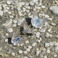 Lysandra coridon et Pyrgus carlinae