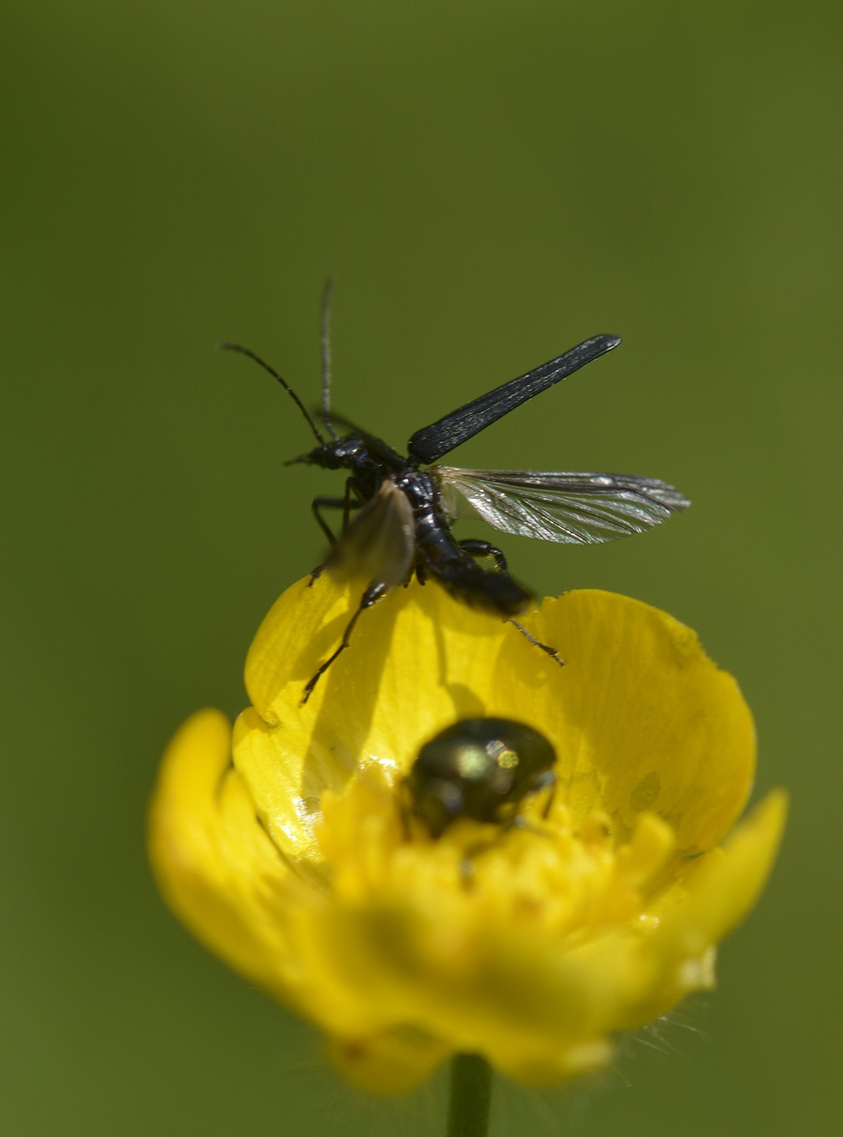 Oedemera virescens 