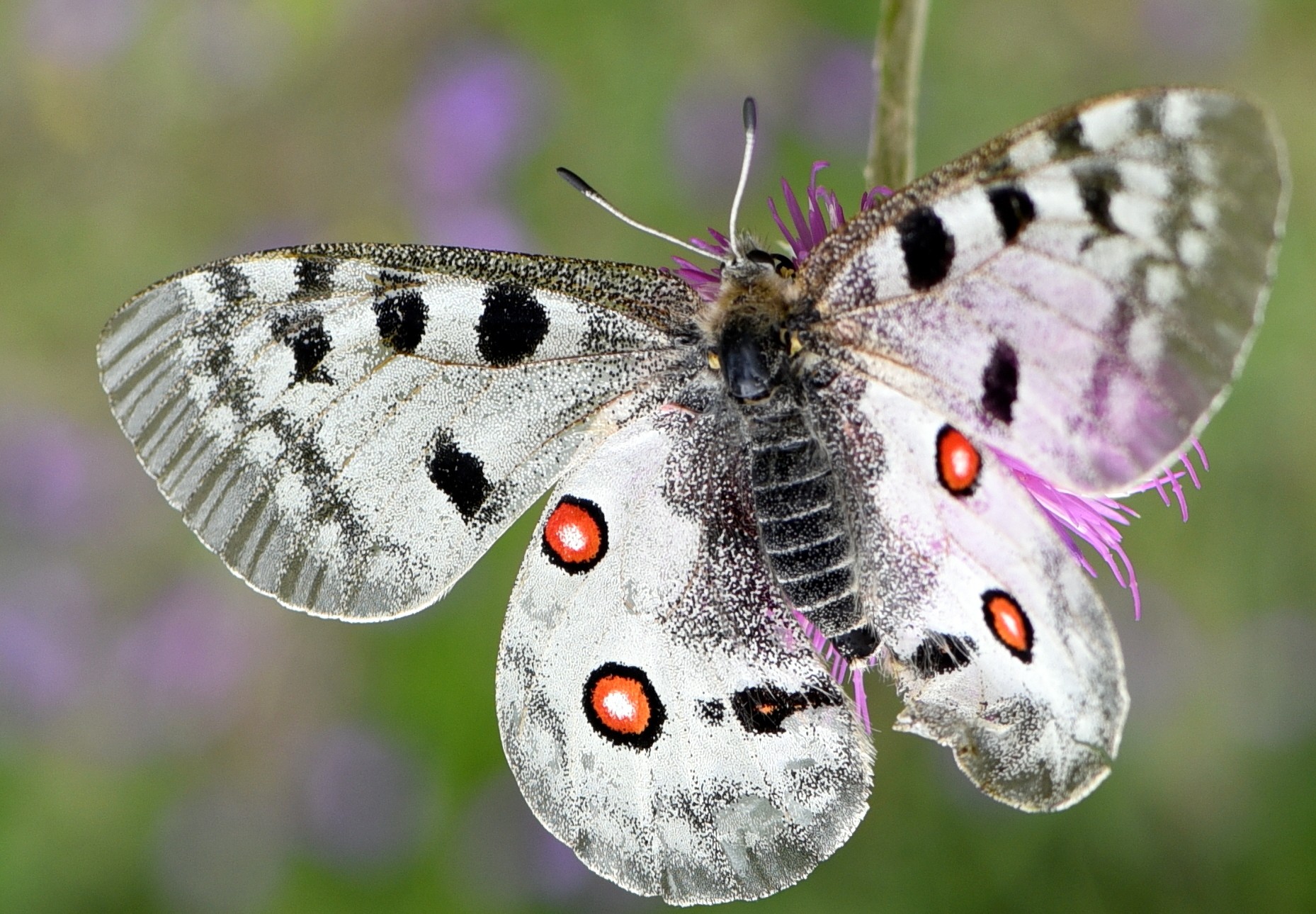 Parnassius apollo femelle