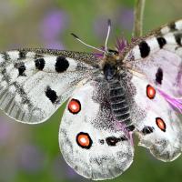Parnassius apollo femelle