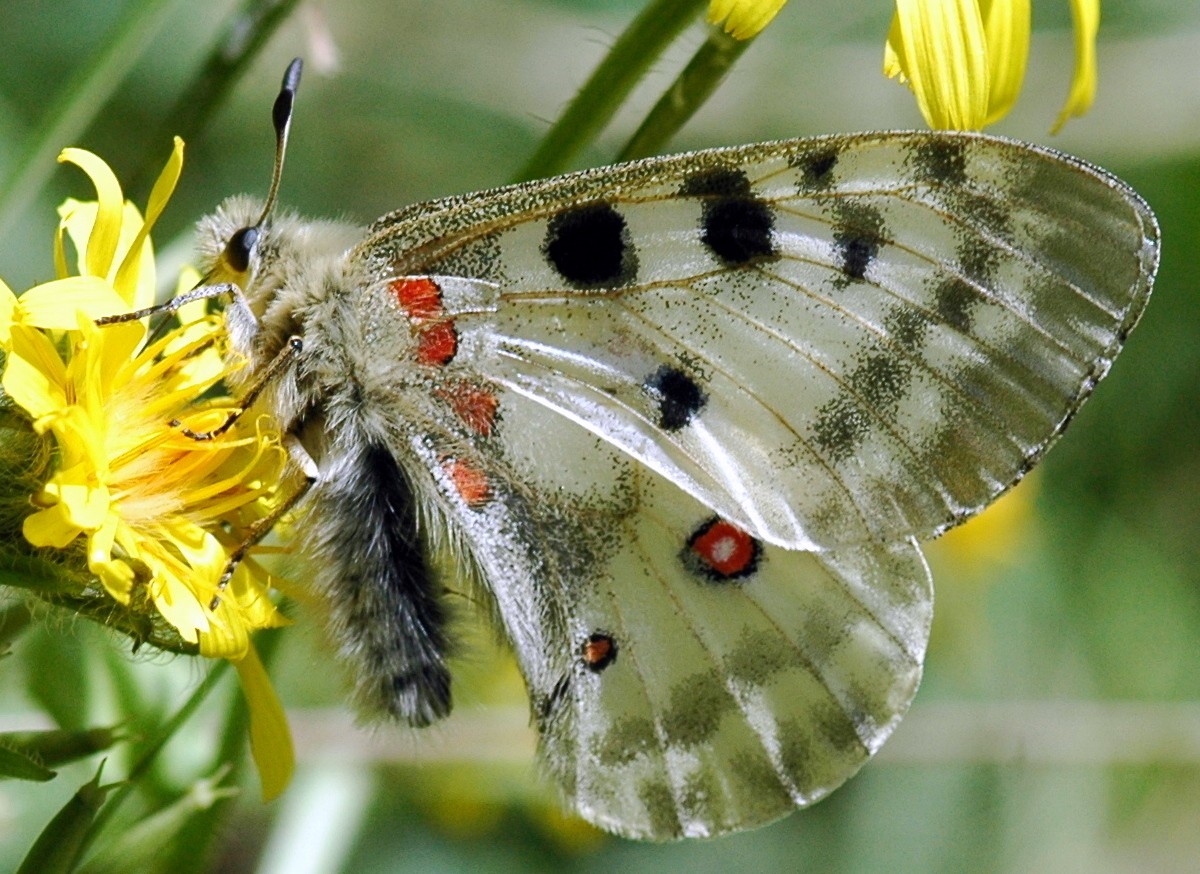 Parnassius apollo mâle