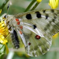 Parnassius apollo mâle