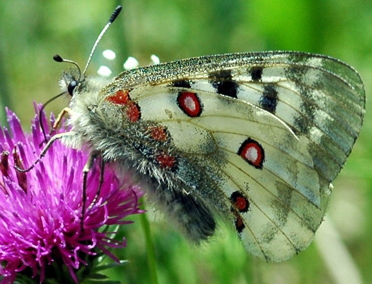 Parnassius apollo mâle