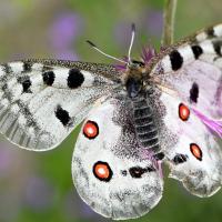Parnassius apollo