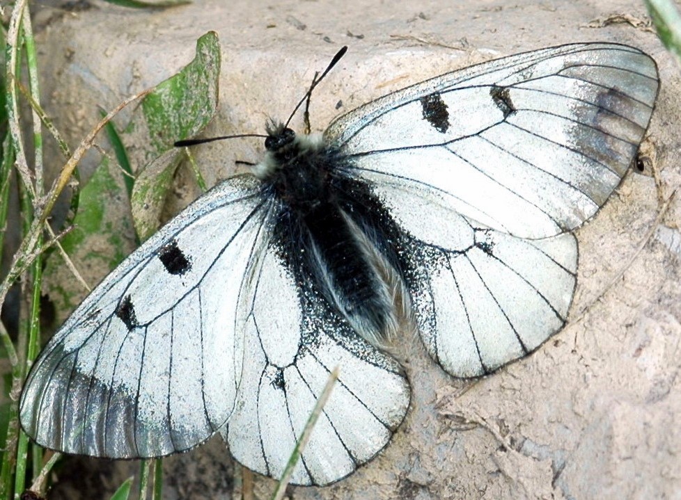 Parnassius mnemosyne femelle 