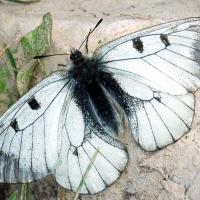 Parnassius mnemosyne femelle 