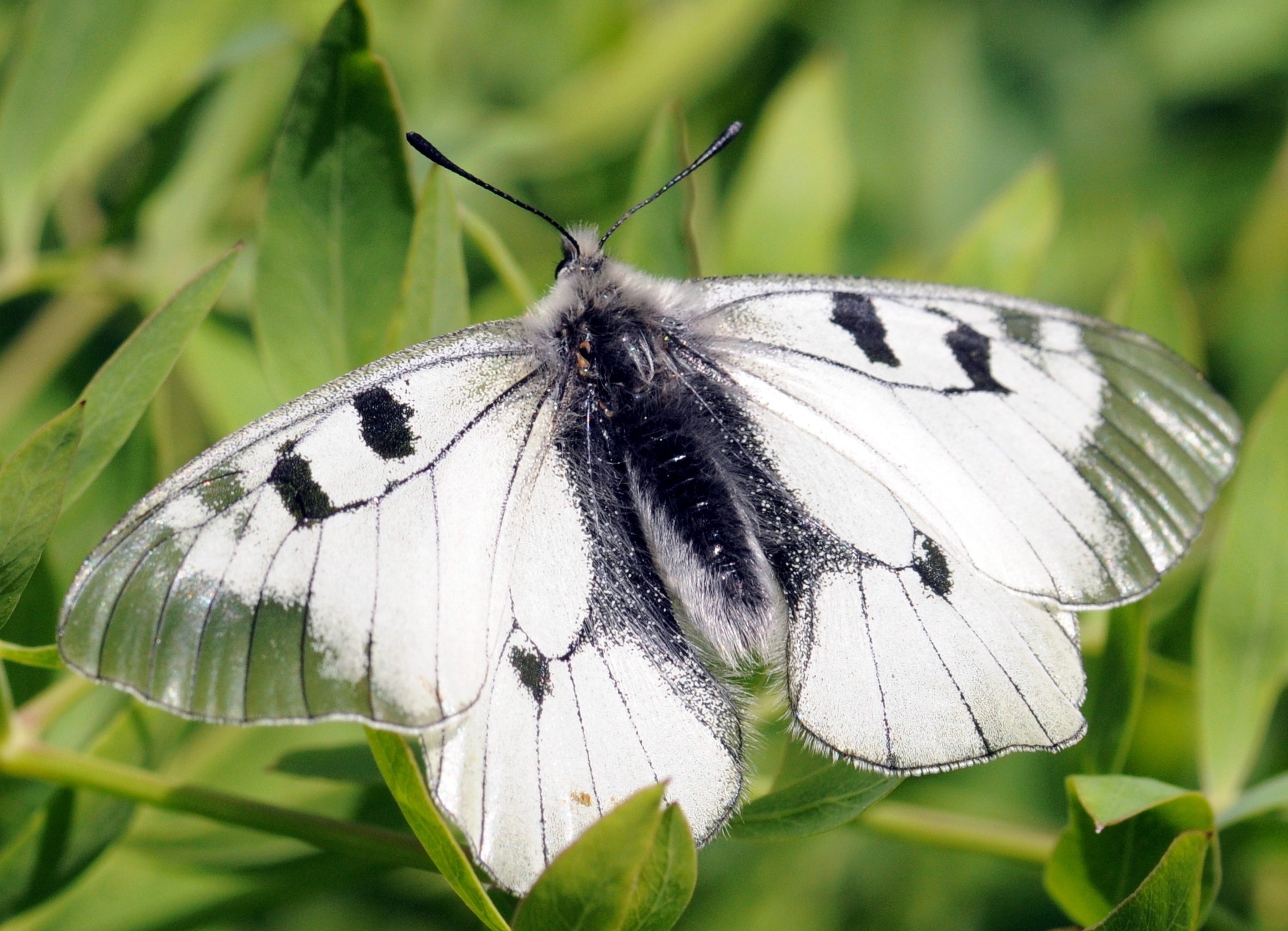 Parnassius mnemosyne femelle