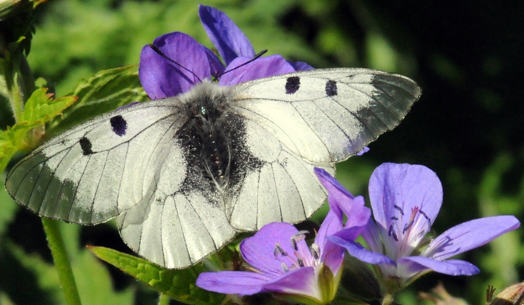 Parnassius mnemosyne femelle