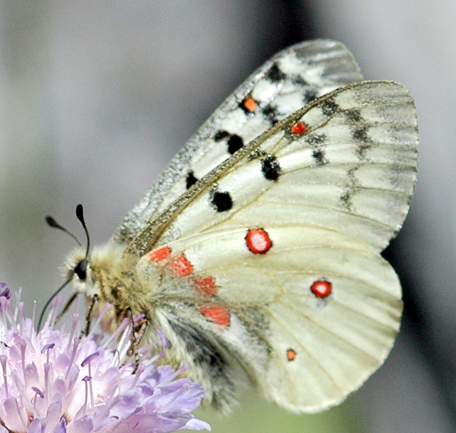 Parnassius phoebus mâle