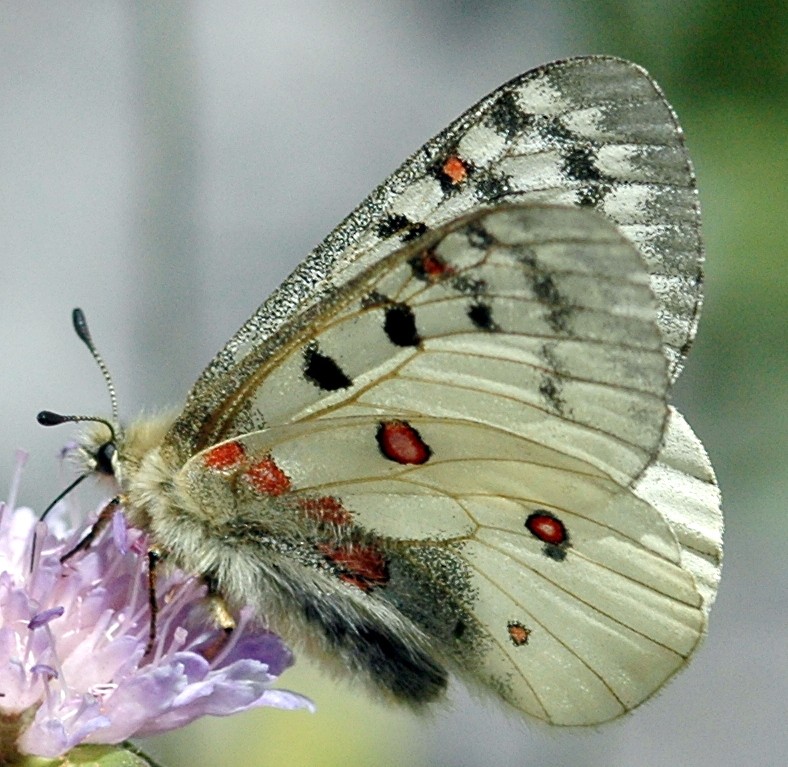 Parnassius phoebus mâle 