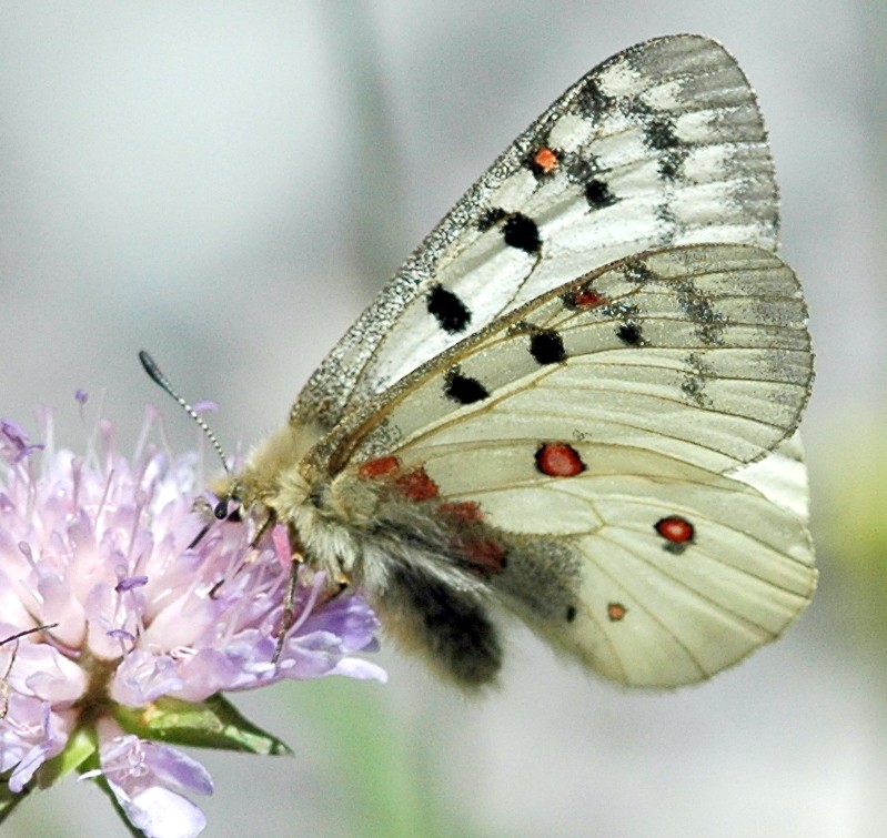 Parnassius phoebus mâle