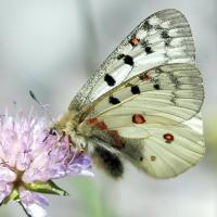 Parnassius phoebus mâle
