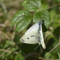 Pieris mannii in copula