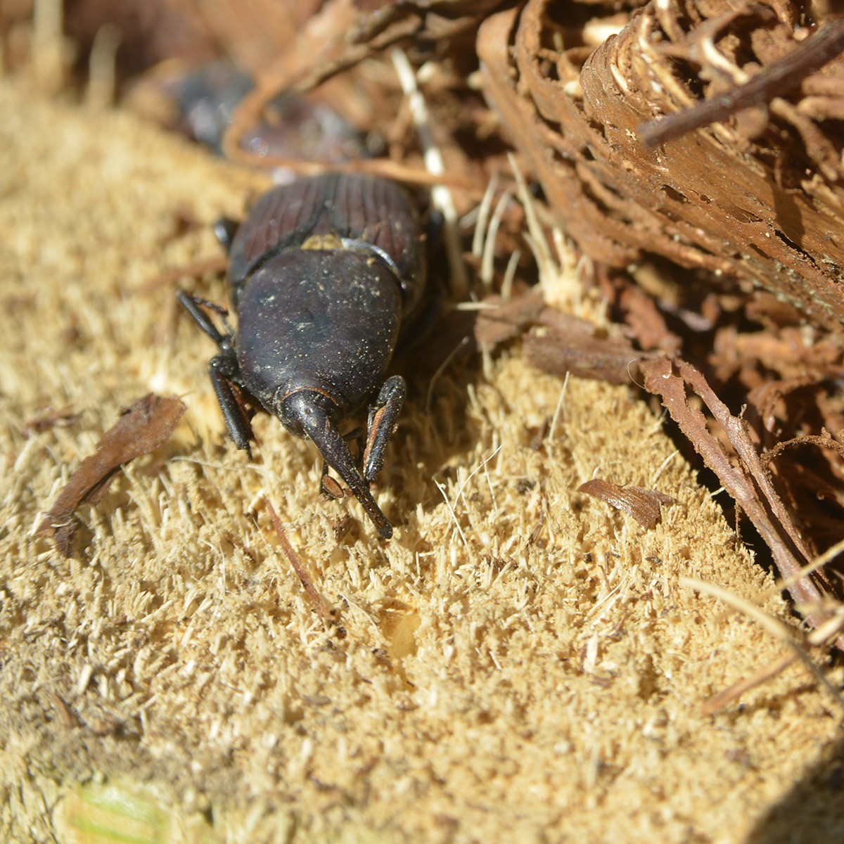 Rhynchophorus palmarum 