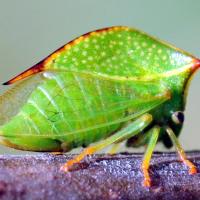 Stictocephala bisonia