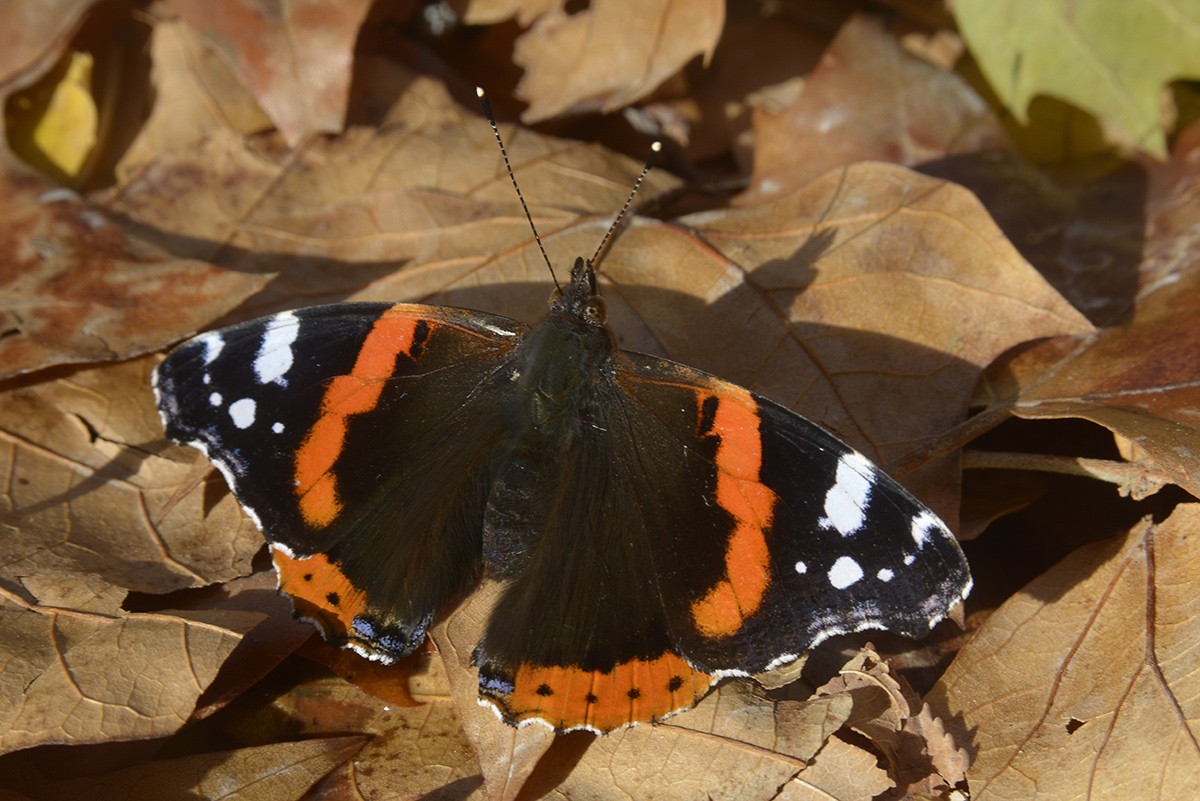 Vanessa atalanta