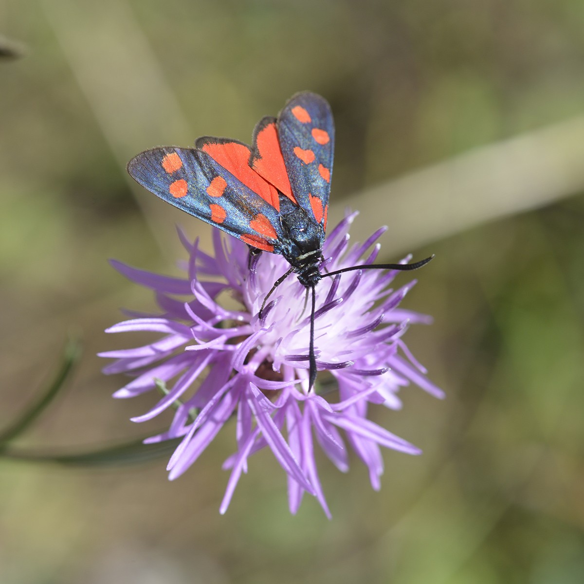 Zygaena transalpina 