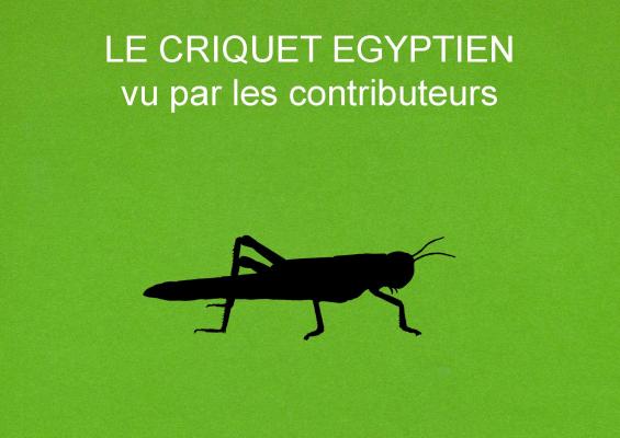 1 le criquet egyptien vu par les contributeurs titre