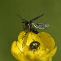Oedemera virescens ♂ Coleoptera, Oedemeridae