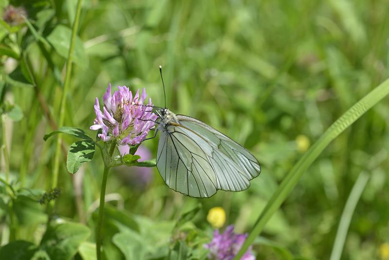 Aporia craetegi ♀ - Lepidoptera, Pieridae -
