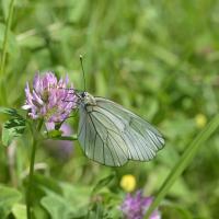 Aporia craetegi ♀ - Lepidoptera, Pieridae -