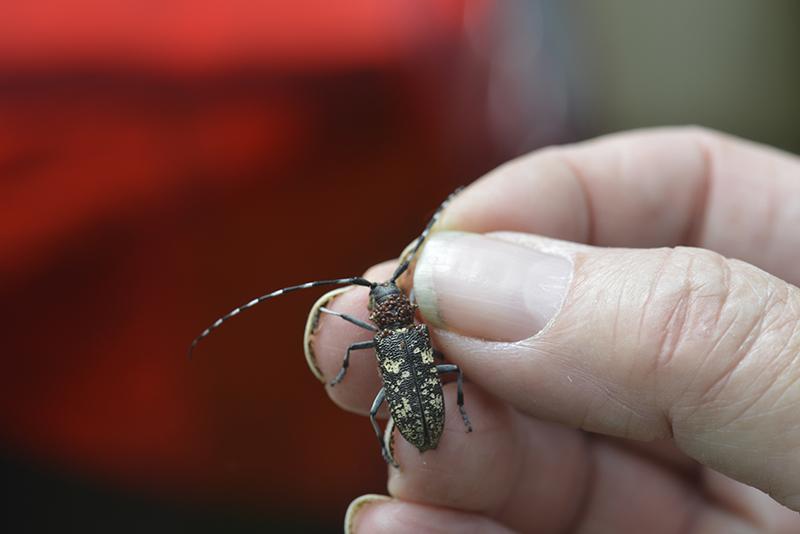 Monochamus sartor ♀- Coleoptera, Cerambycidae