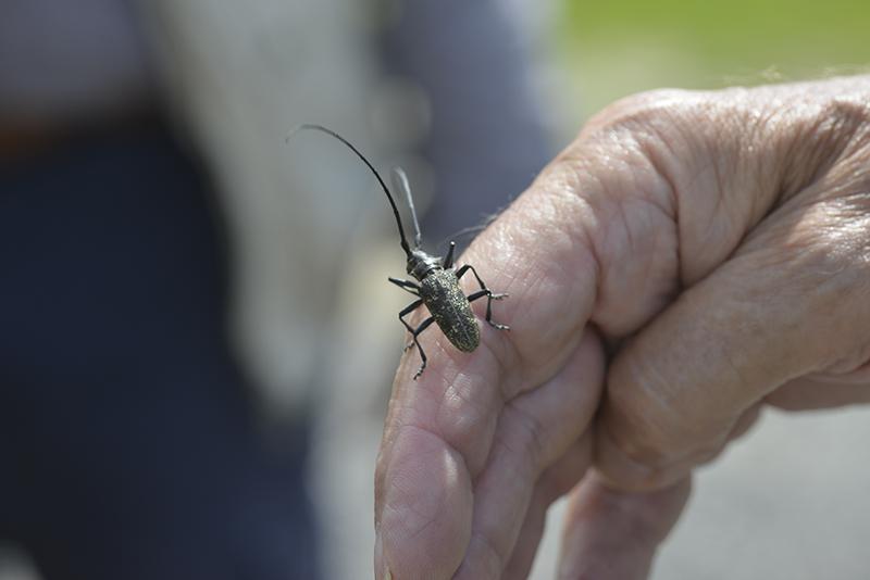 Monochamus sartor ♀- Coleoptera, Cerambycidae