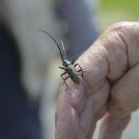 Monochamus sartor ♀- Coleoptera, Cerambycidae