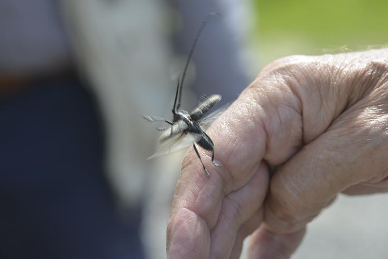 Monochamus sartor ♀- Coleoptera, Cerambycidae