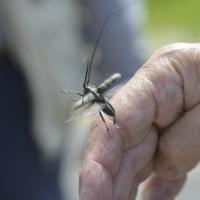 Monochamus sartor ♀- Coleoptera, Cerambycidae