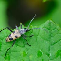 Pachyta quadrimaculata