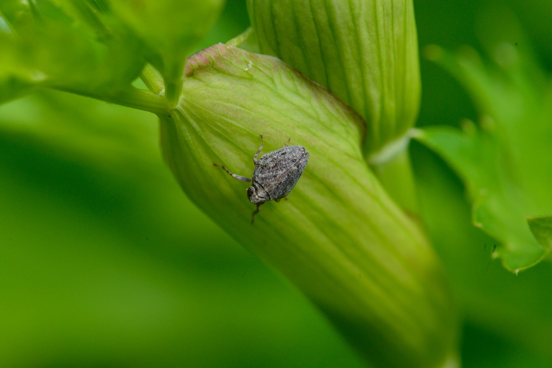 Issus coleoptratus Hemiptera Issidae