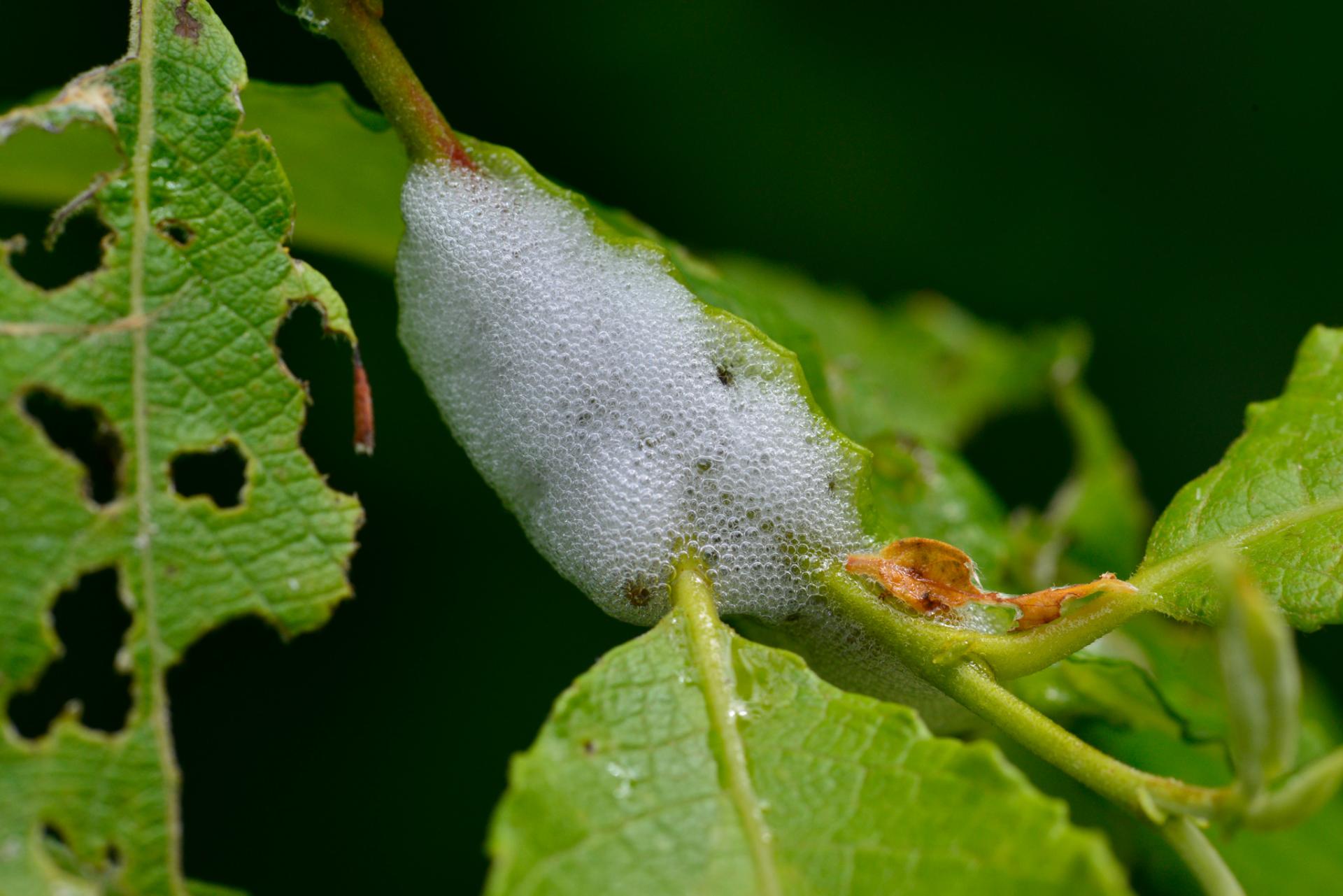 Abri spuneux d'une larve de Cercope