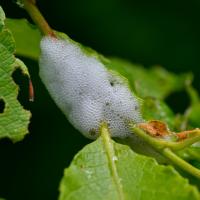 Abri spuneux d'une larve de Cercope