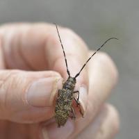 Monochamus sartor ♀ Coleoptera, Cerambycidae