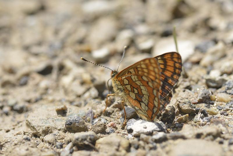 Melitaea varia - Lepidoptera, Nymphalidae