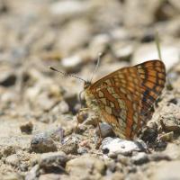 Melitaea varia - Lepidoptera, Nymphalidae