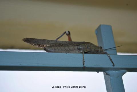 2 voreppe marine biondi