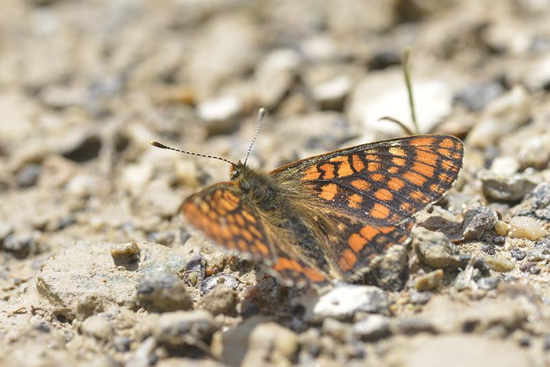 Melitaea varia - Lepidoptera, Nymphalidae