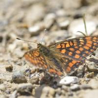 Melitaea varia - Lepidoptera, Nymphalidae