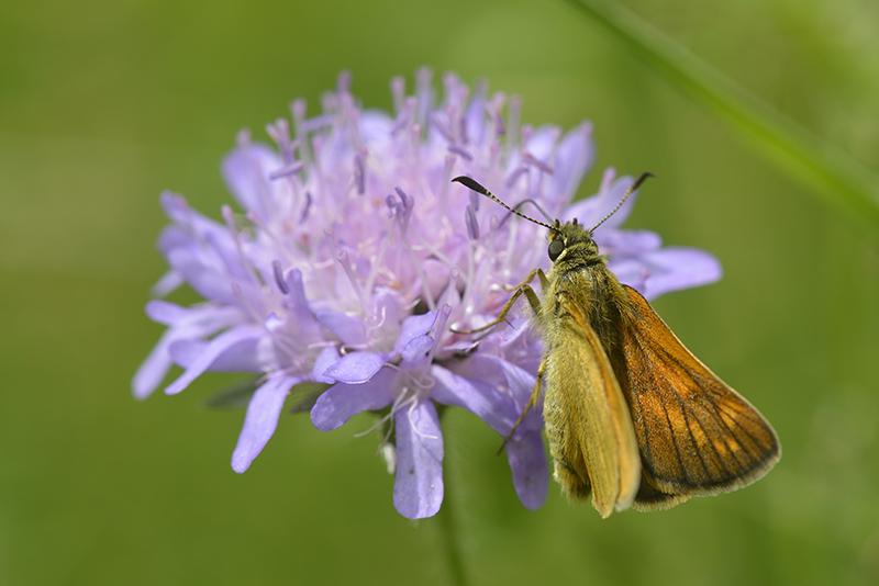 Ochlodes sylvanus - Lepidoptera Hesperiidae
