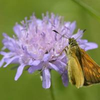 Ochlodes sylvanus - Lepidoptera Hesperiidae
