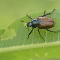 Phylloperta horticola - Coleoptera Scarabeidae
